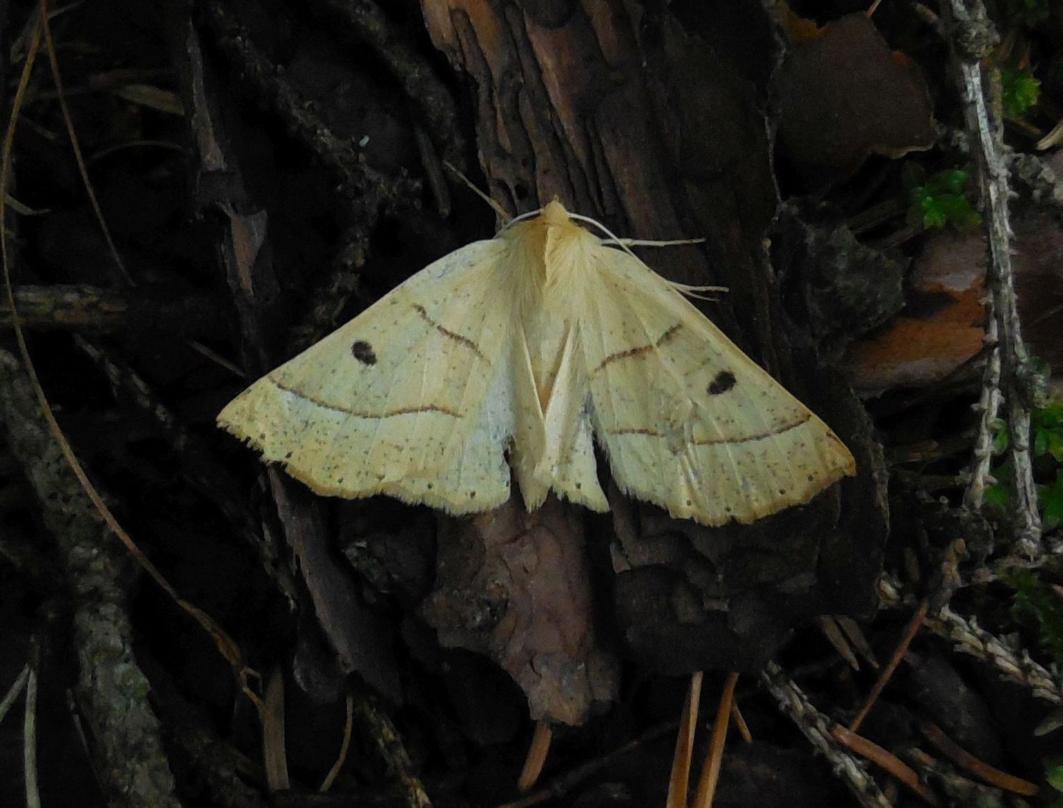 lepidottero da determinare - Crocallis elinguaria